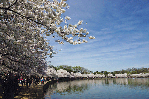 ワシントンD.C.のポトマック河畔の桜並木。桜は103年前に日本から贈られた